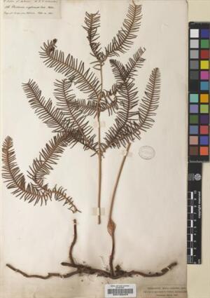 Sticherus cryptocarpus [Espécimen: ]