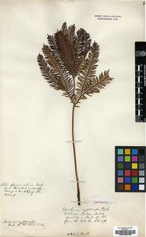 Sticherus cryptocarpus [Espécimen: ]