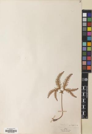 Sticherus quadripartitus [Espécimen: ]