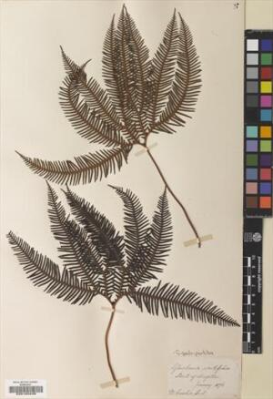 Sticherus quadripartitus [Espécimen: ]