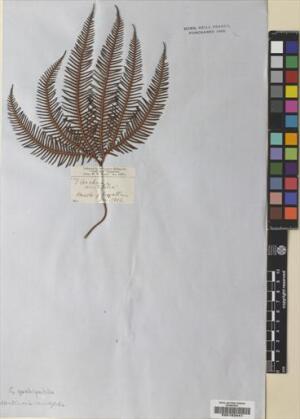 Sticherus quadripartitus [Espécimen: ]