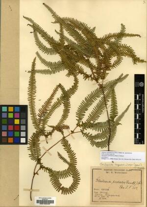 Sticherus squamulosus [Espécimen: ]