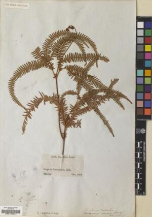 Sticherus squamulosus [Espécimen: ]