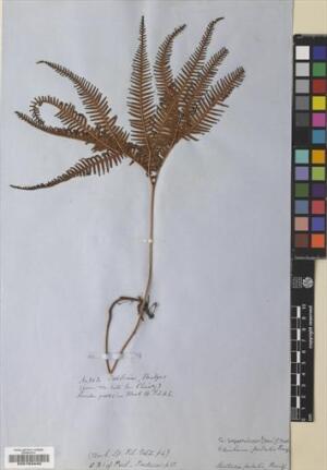 Sticherus squamulosus [Espécimen: ]