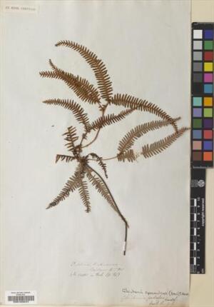 Sticherus squamulosus [Espécimen: ]