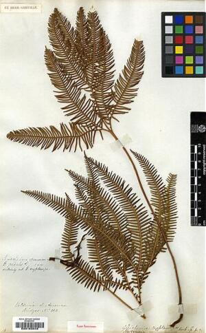 Sticherus cryptocarpus [Espécimen: ]