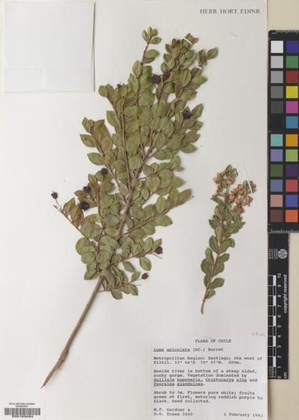 Luma apiculata [Espécimen: ]