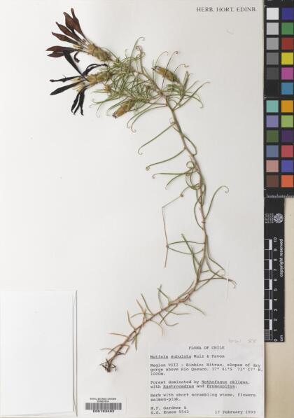Mutisia subulata [Espécimen: ]