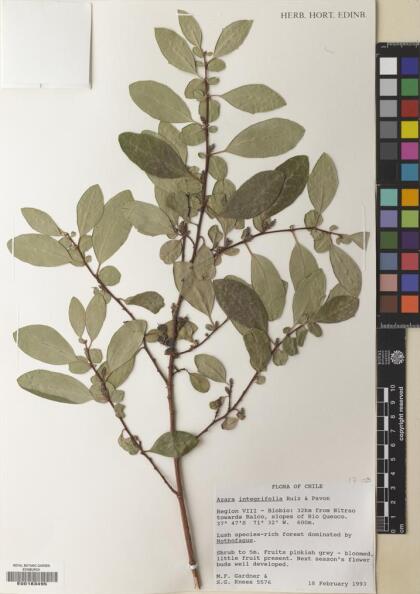 Azara integrifolia [Espécimen: ]