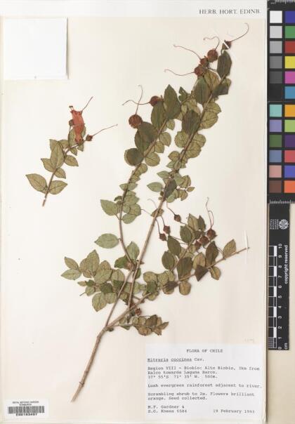 Mitraria coccinea [Espécimen: ]