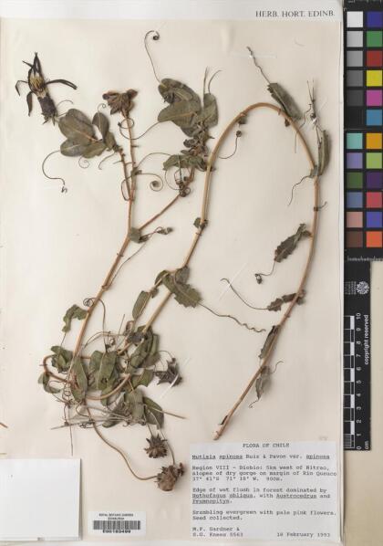 Mutisia spinosa var. spinosa [Espécimen: ]