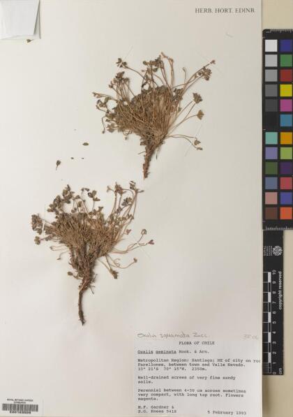 Oxalis squamata [Espécimen: ]