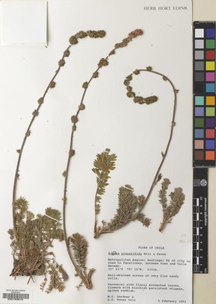 Acaena pinnatifida [Espécimen: ]