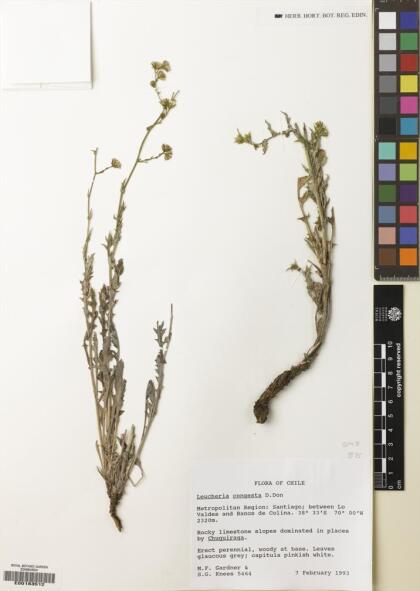 Leucheria runcinata [Espécimen: ]