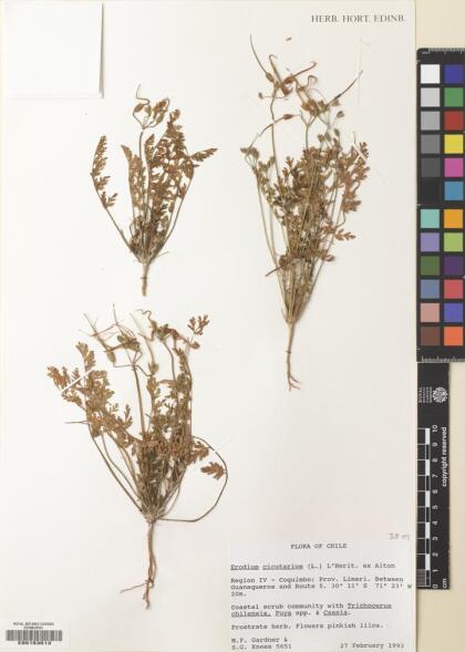 Erodium cicutarium [Espécimen: ]