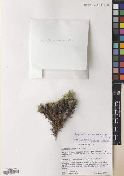 Azorella monantha [Espécimen: ]