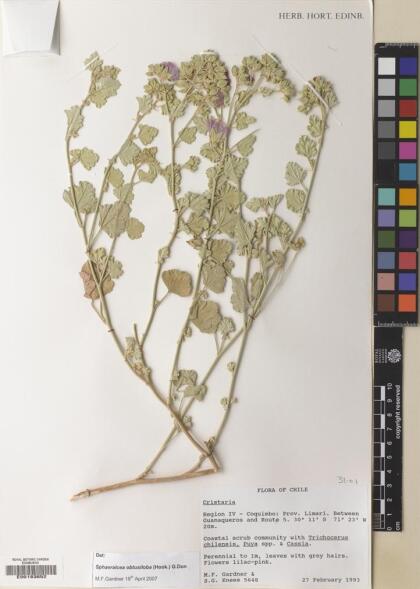 Sphaeralcea obtusiloba [Espécimen: ]