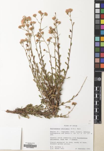 Haplopappus cerberoanus subsp. cerberoanus [Espécimen: ]