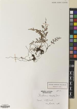 Asplenium dareoides [Espécimen: ]