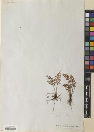 Asplenium dareoides [Espécimen: ]