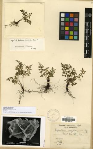 Asplenium dareoides [Espécimen: ]