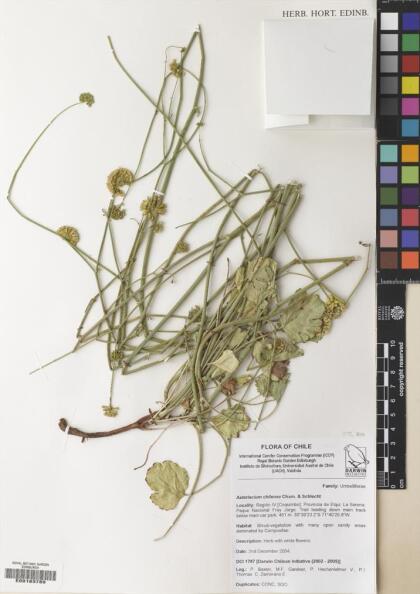 Asteriscium chilense [Espécimen: ]