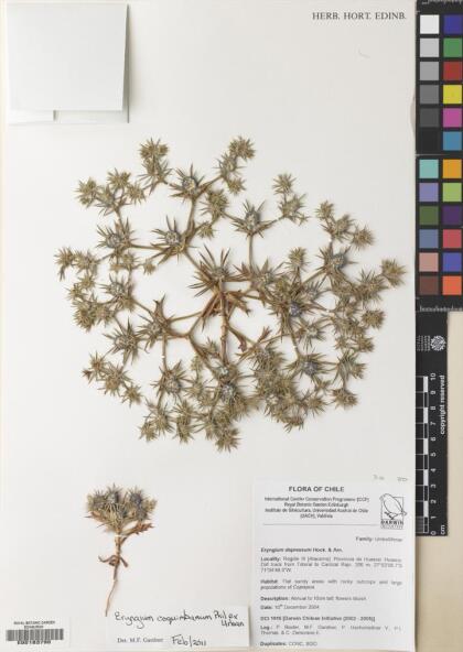 Eryngium macracanthum [Espécimen: ]