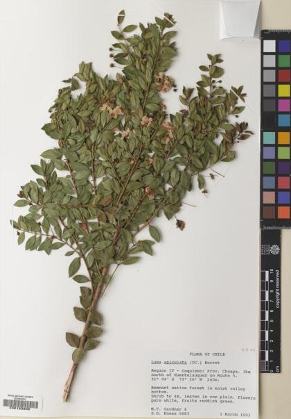 Luma apiculata [Espécimen: ]