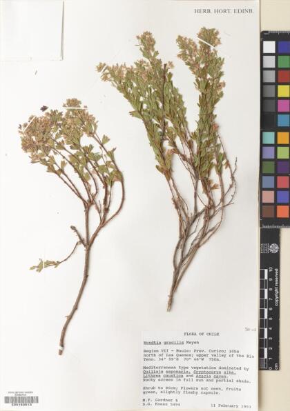 Balbisia gracilis [Espécimen: ]