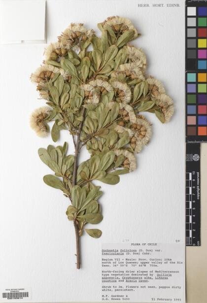 Gochnatia foliolosa var. fascicularis [Espécimen: ]