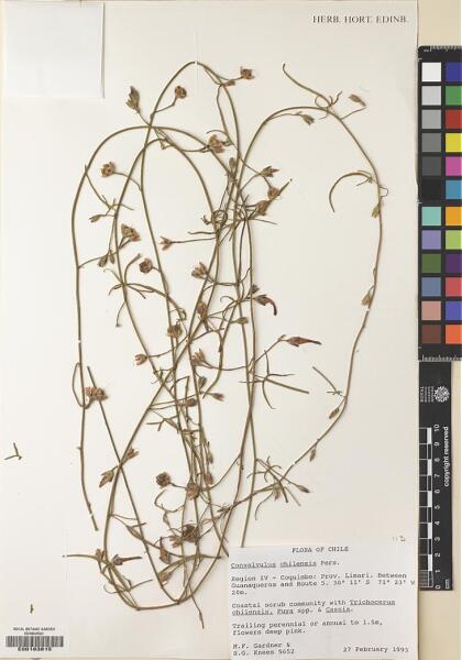 Convolvulus chilensis [Espécimen: ]