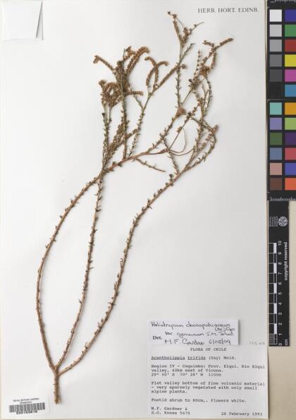 Heliotropium chenopodiaceum [Espécimen: ]