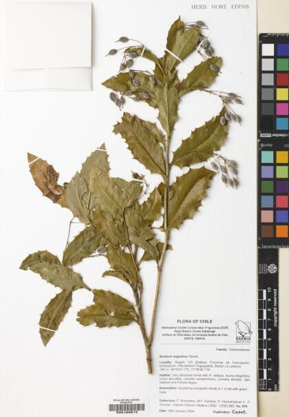 Berberis negeriana [Espécimen: ]