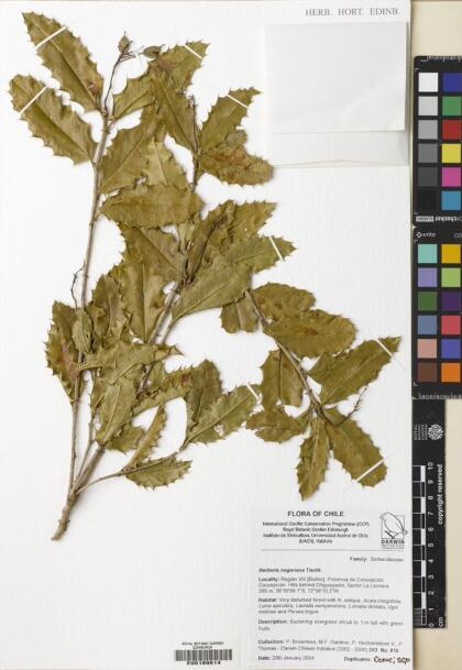 Berberis negeriana [Espécimen: ]