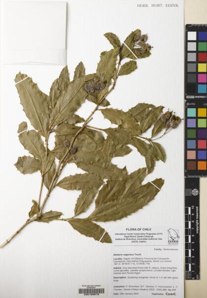 Berberis negeriana [Espécimen: ]
