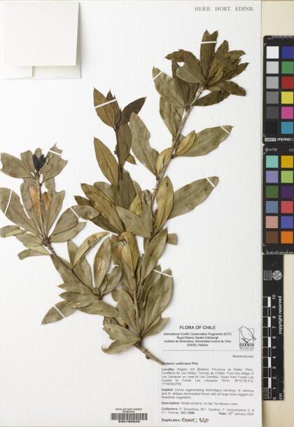 Berberis valdiviana [Espécimen: ]