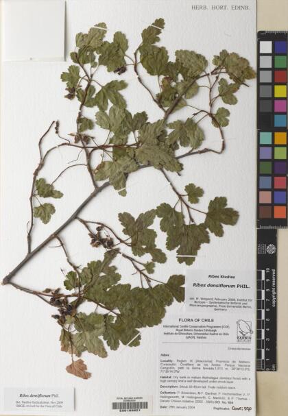 Ribes densiflorum [Espécimen: ]