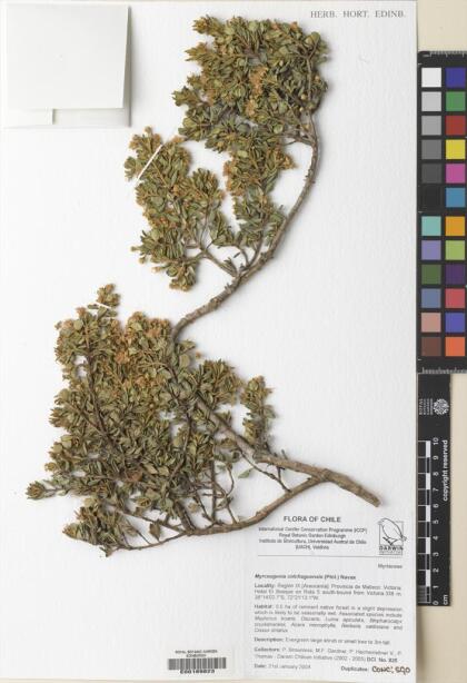 Myrceugenia colchaguensis [Espécimen: ]