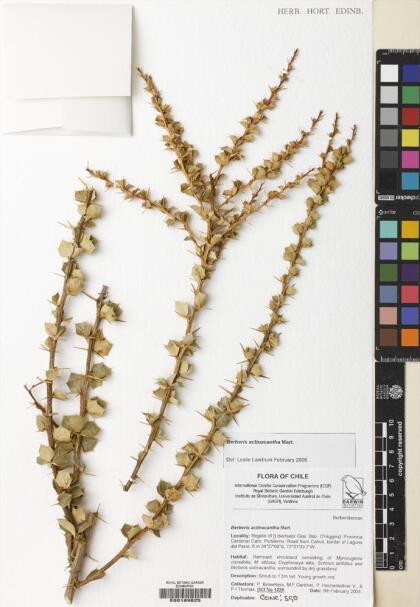 Berberis actinacantha [Espécimen: ]