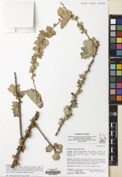 Berberis horrida [Espécimen: ]