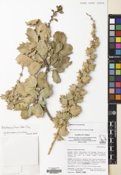 Berberis horrida [Espécimen: ]