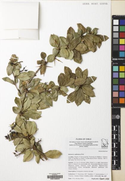 Berberis valdiviana [Espécimen: ]