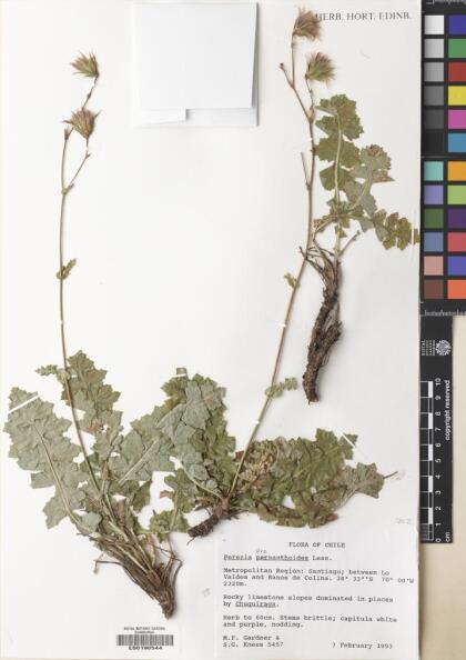 Perezia prenanthoides [Espécimen: ]