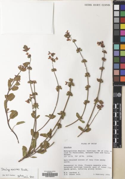 Stachys macraei [Espécimen: ]