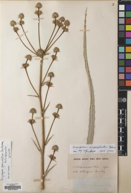 Eryngium paniculatum [Espécimen: ]