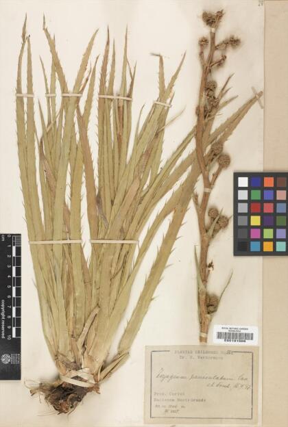 Eryngium paniculatum [Espécimen: ]