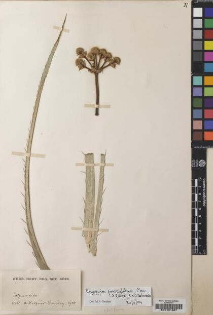 Eryngium paniculatum [Espécimen: ]