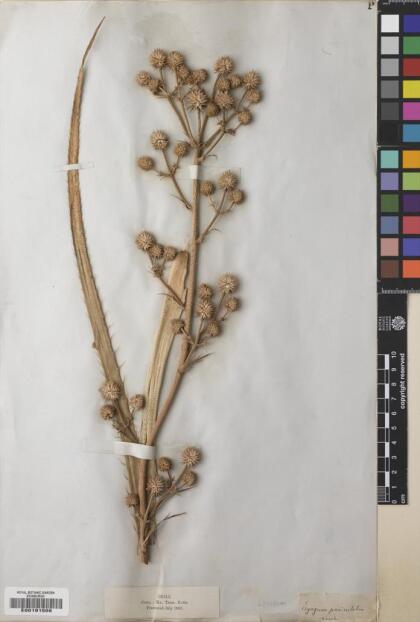 Eryngium paniculatum [Espécimen: ]