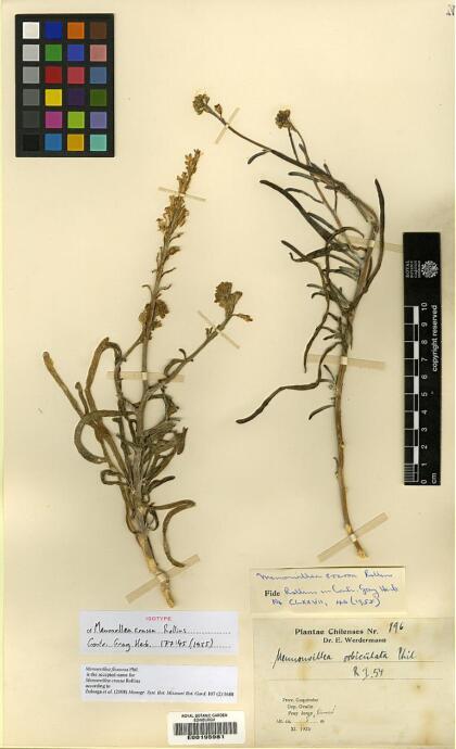 Menonvillea flexuosa [Espécimen: ]