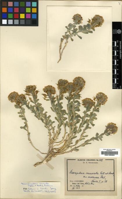 Menonvillea cuneata [Espécimen: ]
